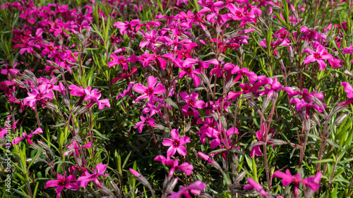 The first flowers of summer bloom on a beautiful and sunny day in the backyard garden