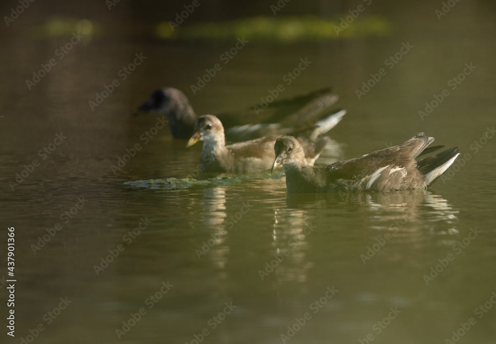 Subadults Common Moorhens at Asker marsh, Bahrain Subadults Common Moorhens at Asker marsh, Bahrain