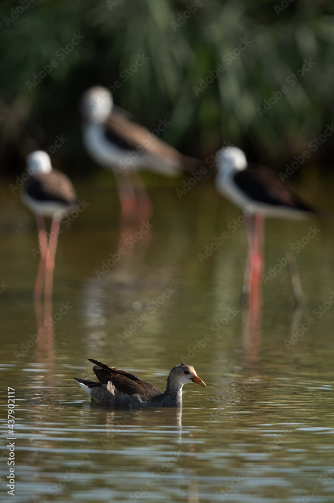Obraz premium Subadult Moorhen swiming with black-winged stilt at the backdrop, Bahrain