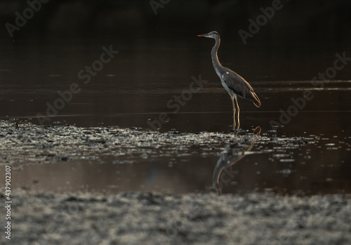 Grey Heron and reflection on water during morning hours at Tubli bay  Bahrain