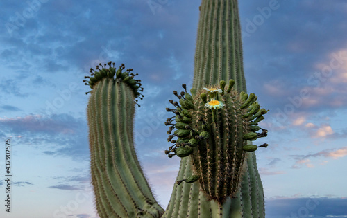 Close Up Of  Saguaro Cactus  Flowers Blooming In AZ Springtime