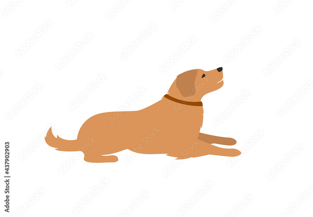 Obraz premium labrador retriver lying down isolated vector ilustration
