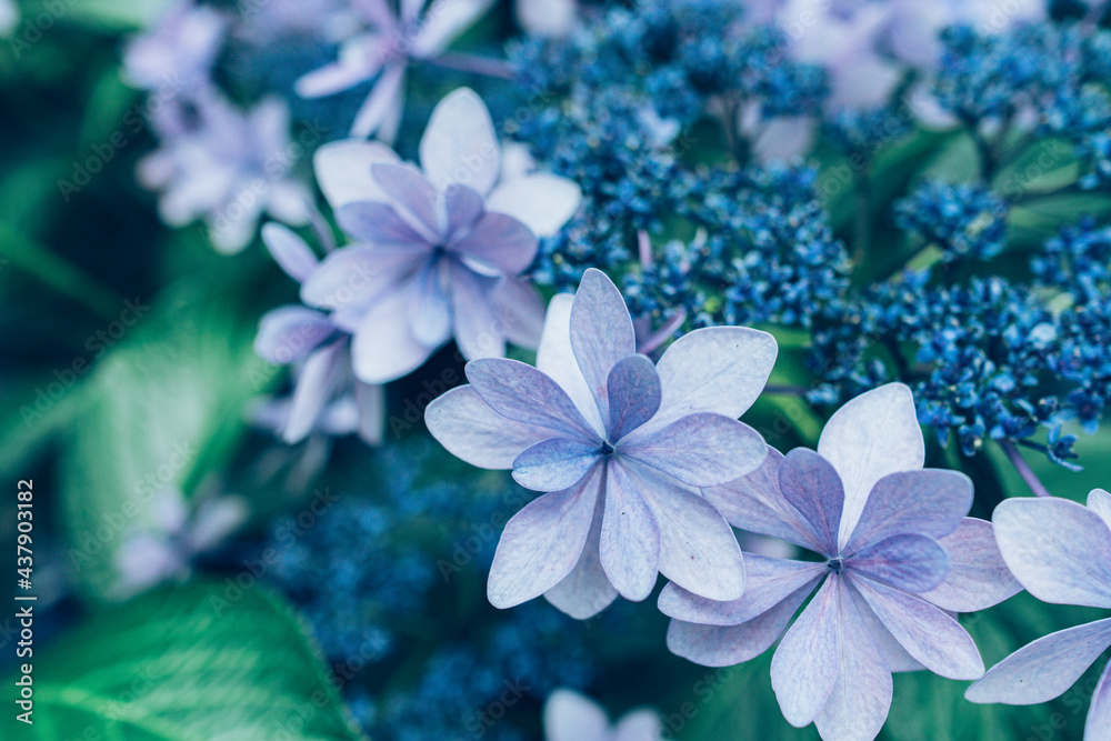 紫陽花 紫陽花