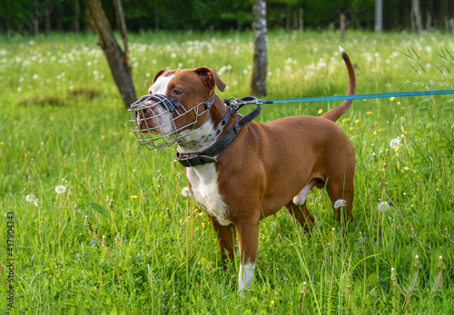 A brown pit bull dog in a metal muzzle, strogach and leather collar stands against the background of a green forest. Accessories for dogs photo