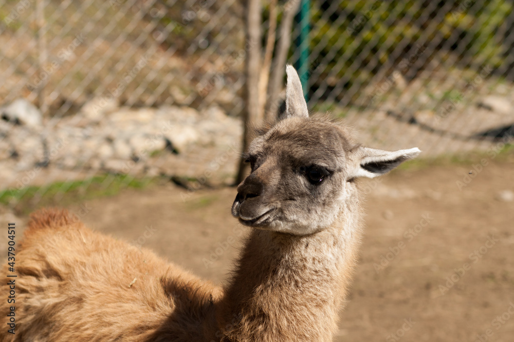 Obraz premium Portrait of baby alpaca or llama in petting zoo Valley of the Wolves in Mizhgirya, Ukraine