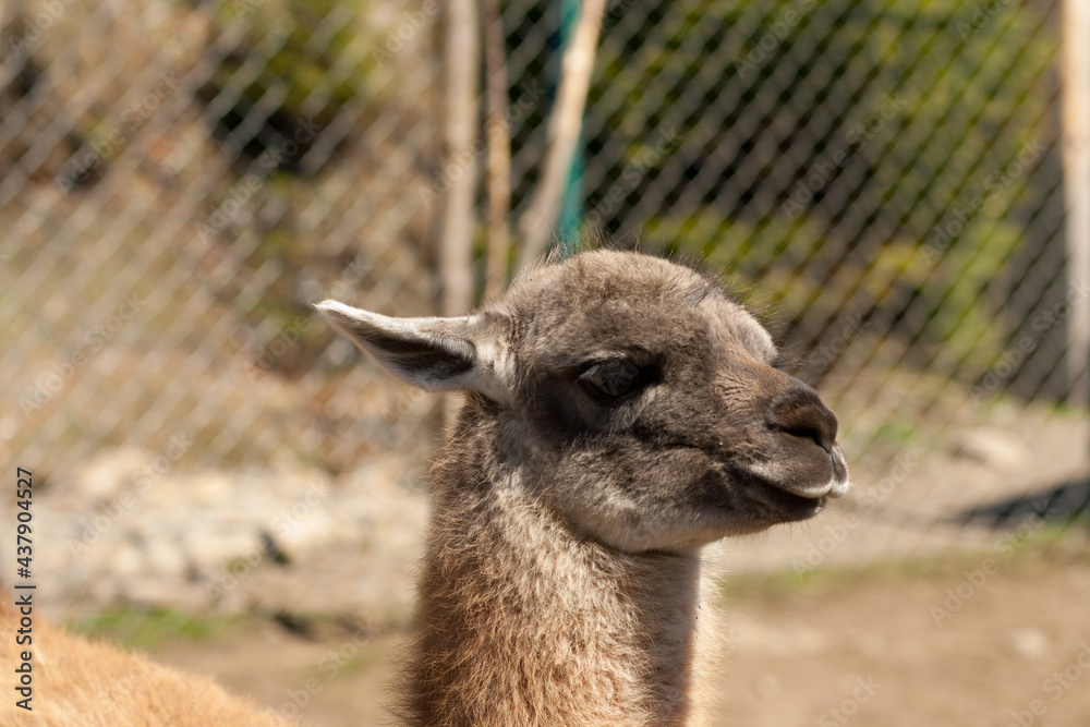 Obraz premium Portrait of baby alpaca or llama in petting zoo Valley of the Wolves in Mizhgirya, Ukraine