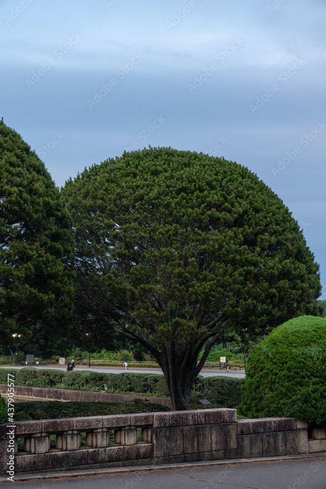 木, 風景, 公園, 空, 緑, 自然, 木, 草, サマータイム, 庭, 青, 森, 道, とぶ, 野原, 植える, 美しい, 雲, 葉, パス, 牧草地, いなか, 水, ルーラル, シティ