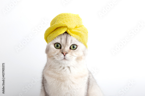 Portrait of a white beautiful cat in a yellow towel on her head after bathing procedures