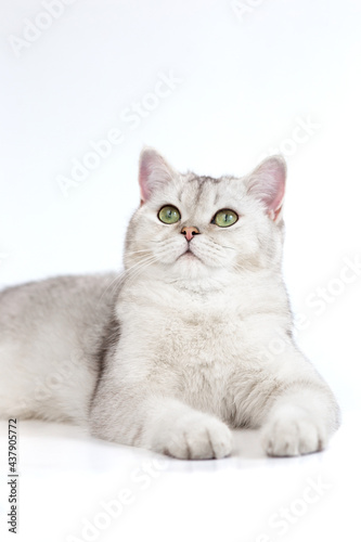 Beautiful calm white cat of British breed lies looking up