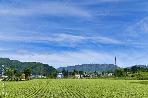 青空と蕎麦畑