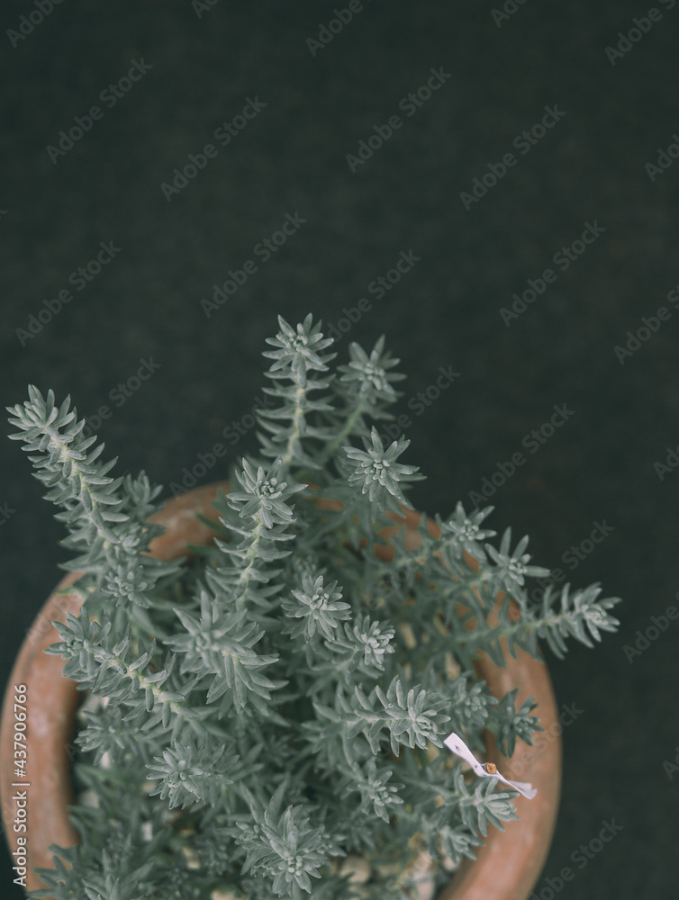 Cacti in pots stylish wallpaper. Bio eco plant green concept. Minimalist