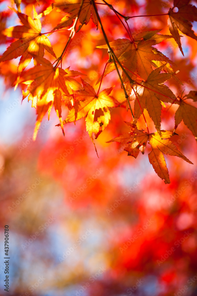가을낙엽과 햇살 그리고 추억, 산책