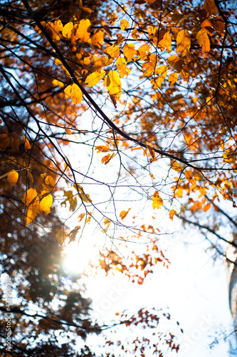 가을낙엽과 햇살 그리고 추억, 산책