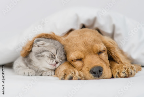 Cute kitten sleeps under ear of a English Cocker spaniel puppy. Pets sleep together under white warm blanket on a bed at home