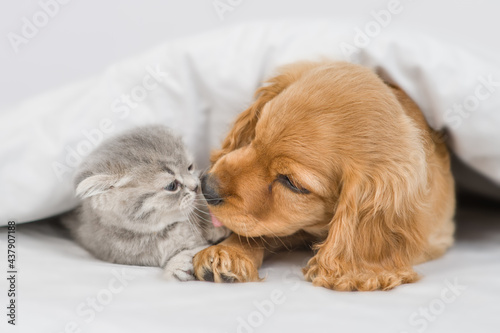 English cocker spaniel puppy kisses kitten under white warm blanket on a bed at home