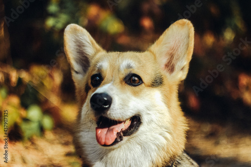 corgi dog portrait at the forest