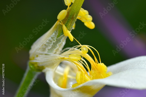 Pistil and stamen of aquilegia which attract bees with its nectar. The flower is commonly known as granny’s bonnet or columbine Its stem holds delicate pentagram shaped blossoms with five stamens each