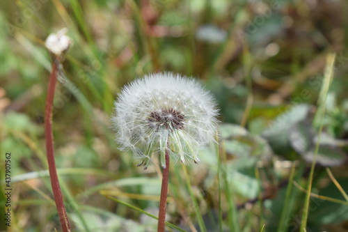 flore au couleur claire