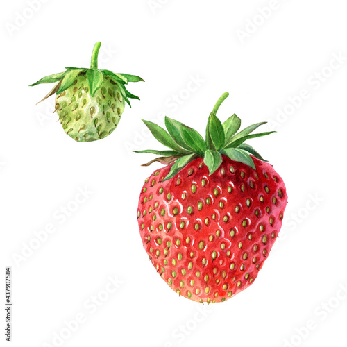 Strawberry, botanical illustration. Berries isolated on a white background.