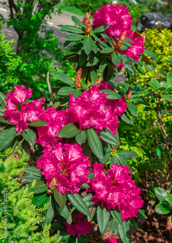 Wallpaper Mural Pink rhododendron flower Pacific rhododendron Torontodigital.ca