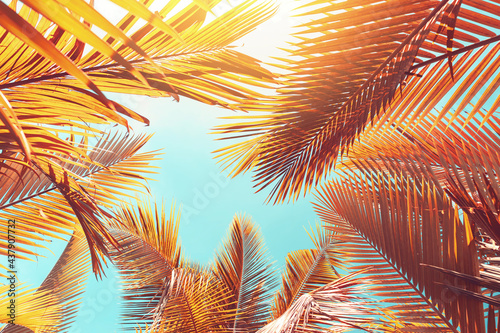 Tropical palm tree with sun light on sunset sky and cloud abstract background.
