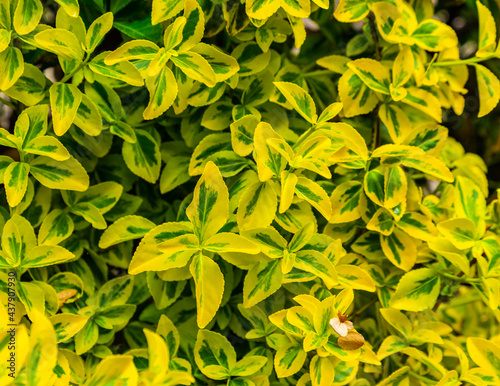 green-yellow leaves of the shrub