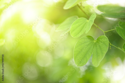 Green leaf with nature in a garden summer. Nature green background. Natural green leaves plants using as spring background cover page environment ecology or greenery wallpaper. © Deemerwha studio