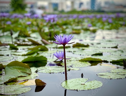 Photography Purple Water lily