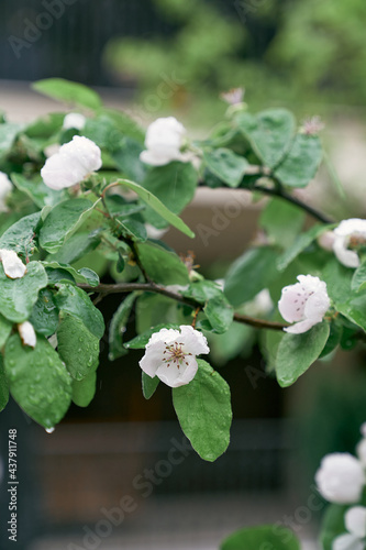 Branches of blooming white quince flowers in spring