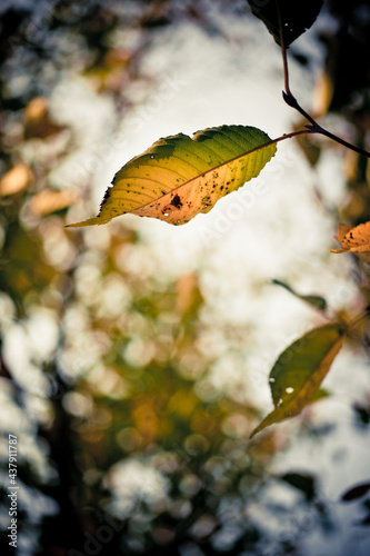가늘햇살과 낙엽 그리고 그림자