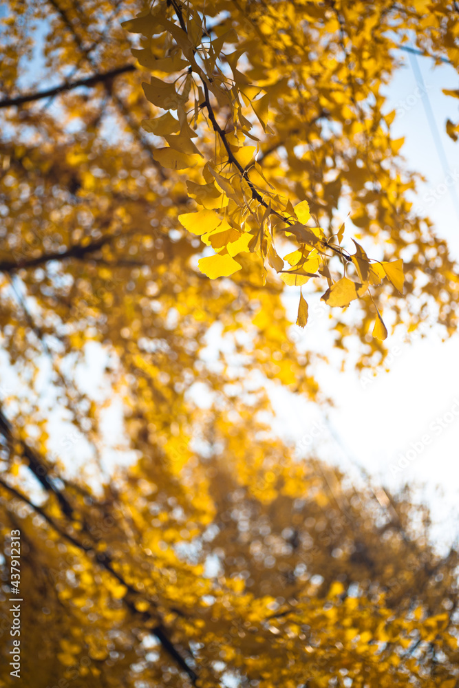 가늘 은행나무와 낙엽