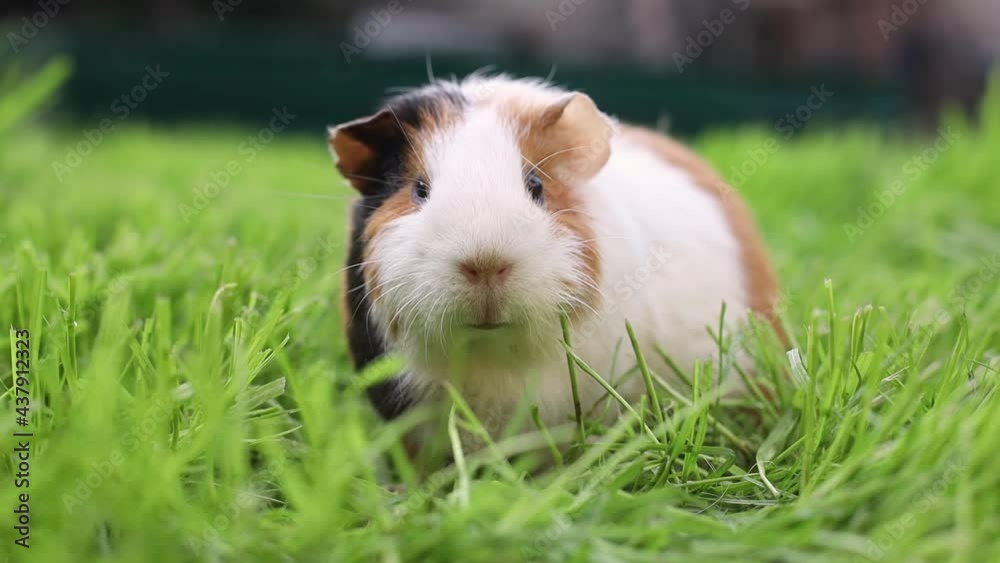 Funny guinea pig eating grass in the garden outdoors Funny guinea pig eating grass in the garden outdoors