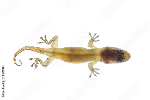 Close-up lizard  on white background