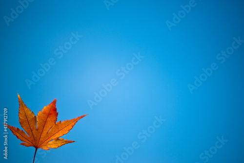 가을 풍경 낙엽과 그 일상 그리고 십자가