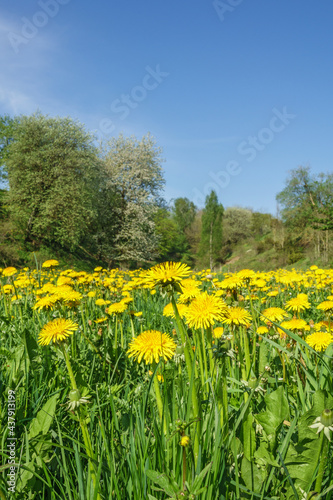 Fototapeta Naklejka Na Ścianę i Meble -  Dandelions flower at a meadow in spring