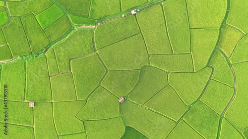 Aerial view of agriculture in paddy rice fields for cultivatio, agricultural land with green in countryside, Agriculture concept growing rice plants in nan province, Thailand. Nature Aerial footage 