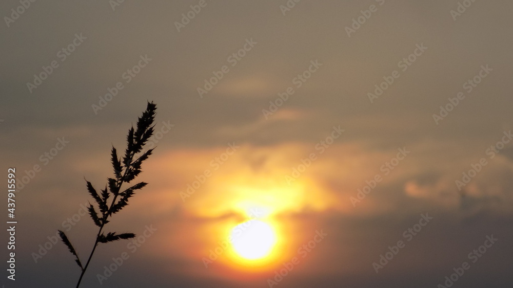 silhouette of grass flower on sunset background, vintage style