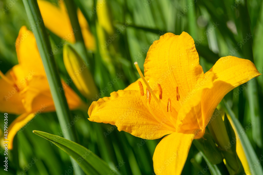 yellow flower on green background yellow flower on green background