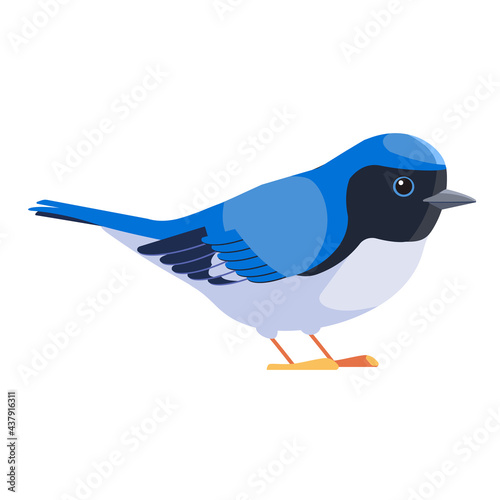 Blue warbler is a small passerine bird of the New World warbler family. Black-throated blue warbler Bird Cartoon flat style beautiful character of ornithology, vector illustration isolated on white photo
