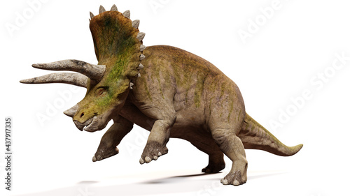 Triceratops horridus  attacking dinosaur isolated with shadow on white background 