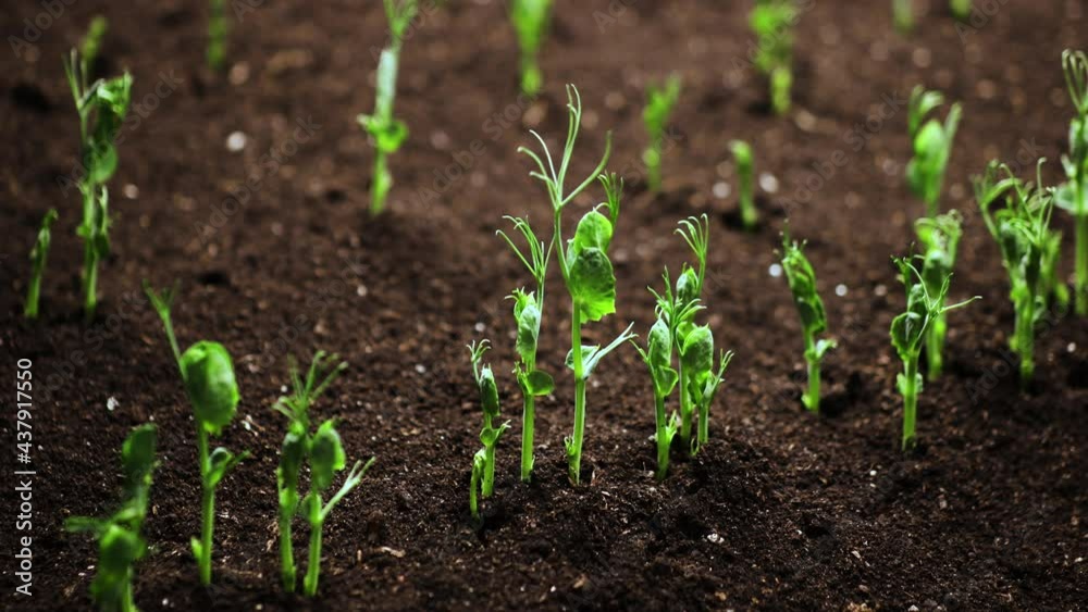 Growing plants in spring timelapse, sprouts germination from seeds, newborn peas in greenhouse agriculture, Natural beautiful concept, Plant in Earth , Clean and eco-friendly Growing plants in spring timelapse, sprouts germination from seeds, newborn peas in greenhouse agriculture, Natural beautiful concept, Plant in Earth , Clean and eco-friendly