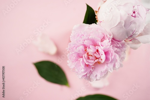 Beautiful pink peony flower background with copy space, selective focus