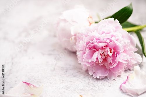 Beautiful pink peony flower background with copy space, selective focus