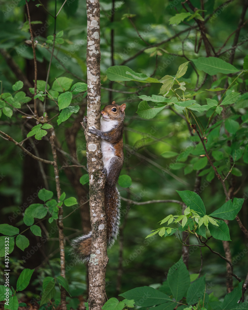 Chipmunk on branch in Tennessee 