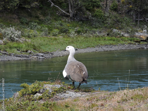 Beautiful Canquen bird Chloephaga Picta from Argentine and Chilean Patagonia photo