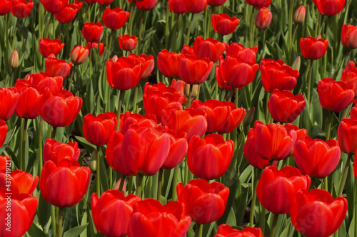 red flowers tulip