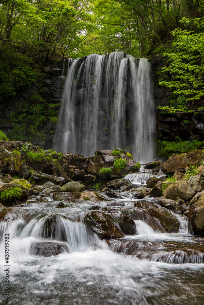 Fototapeta premium waterfall in the forest