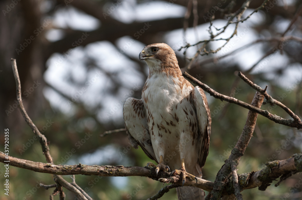 juvenile red-tailed hawk perched and sunbathing on a branch - buteo jamaicensis juvenile red-tailed hawk perched and sunbathing on a branch - buteo jamaicensis