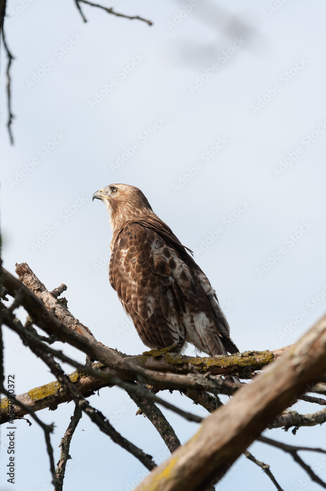 juvenile red-tailed hawk perched and sunbathing on a branch - buteo jamaicensis juvenile red-tailed hawk perched and sunbathing on a branch - buteo jamaicensis