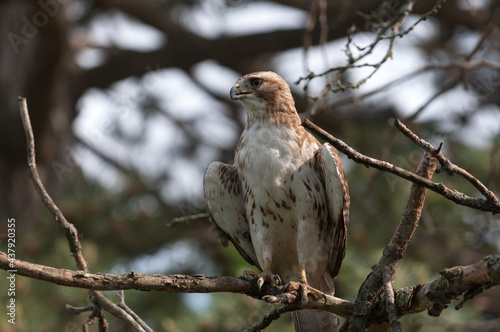 juvenile red-tailed hawk perched and sunbathing on a branch - buteo jamaicensis